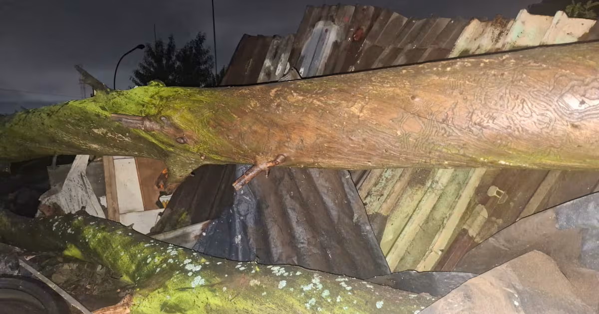 ‘Young adult’ killed, three injured after tree falls on shacks in Ekurhuleni