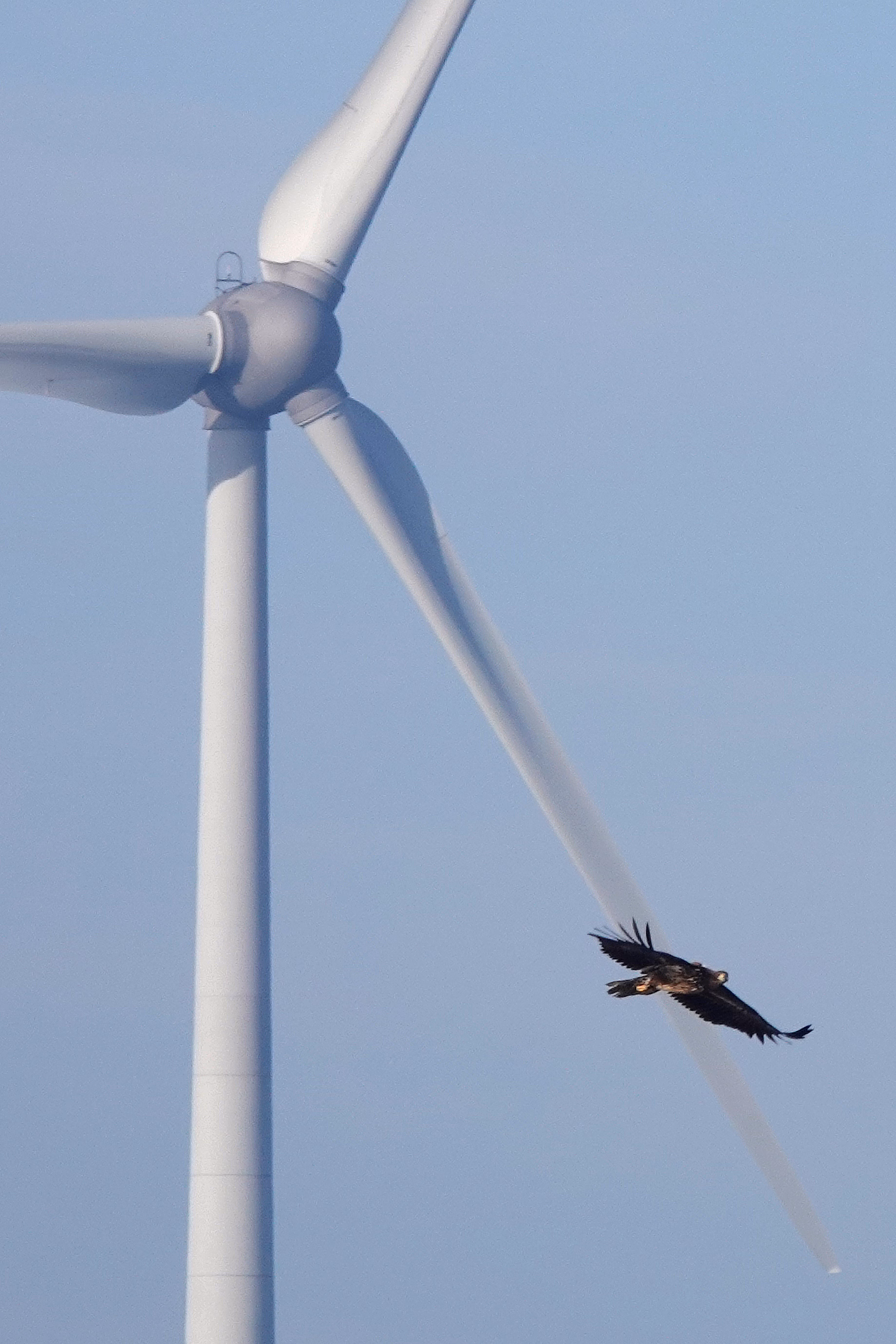 Province of Zeeland shuts down twenty wind turbines due to fledging white-tailed eagles