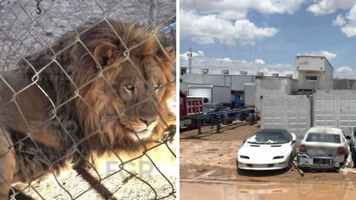 Hallan leones africanos, jaguar y tigre de Bengala durante operativo en SLP