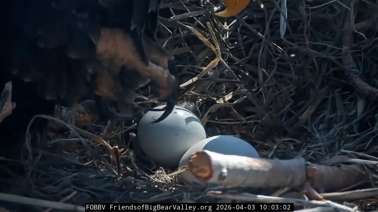 Eaglet's head emerges from one of Jackie and Shadow's two eggs