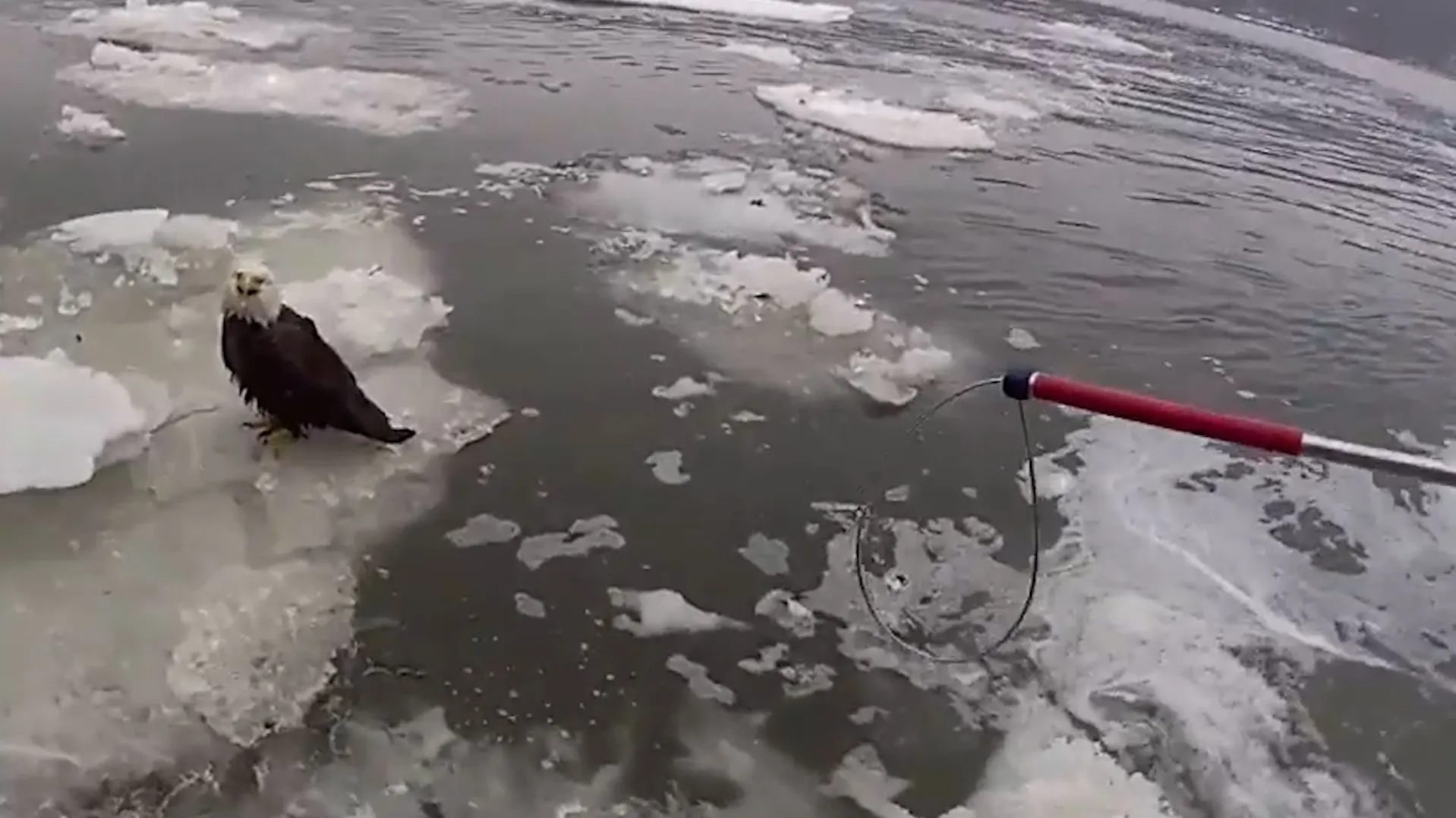 Hudson River fish now safe to eat, state health department advises