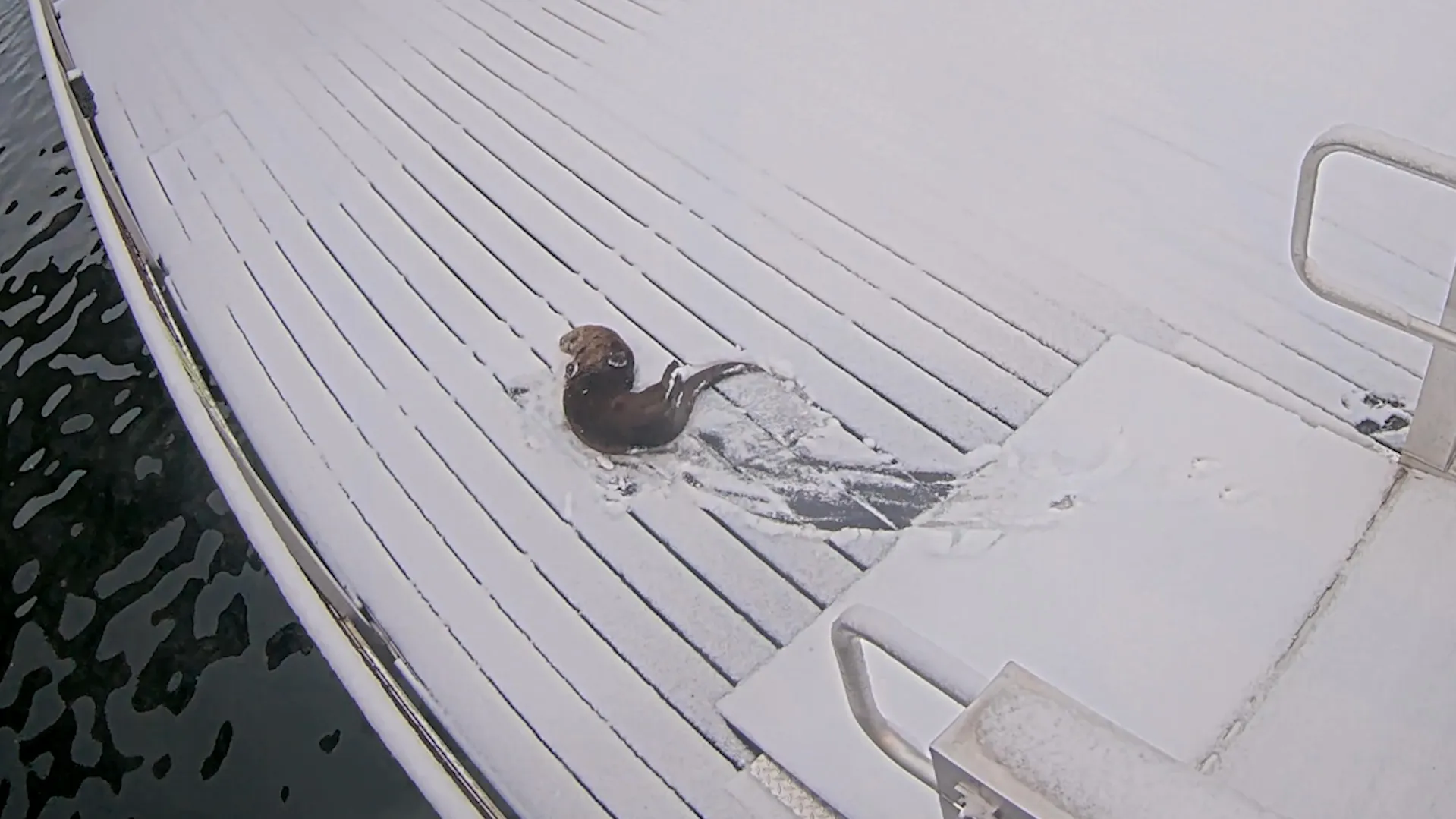 Family gets $350k settlement after an otter attacked a toddler