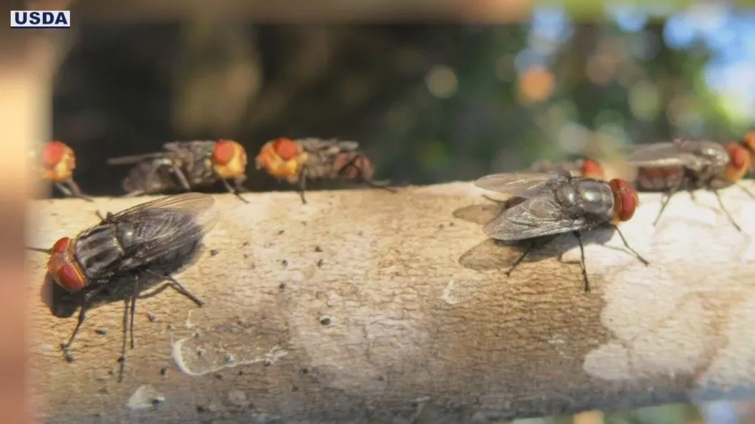 Flesh-eating parasitic fly once eradicated from US now near the border