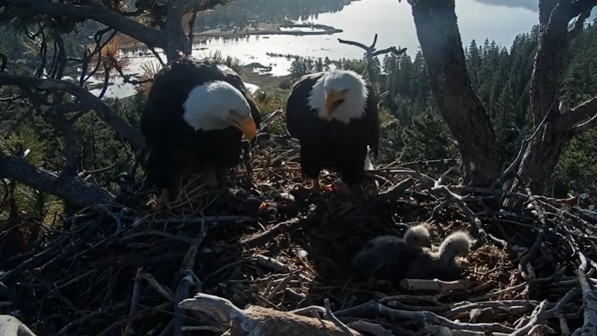 First eagle born in Chicago in over 100 years, officials say
