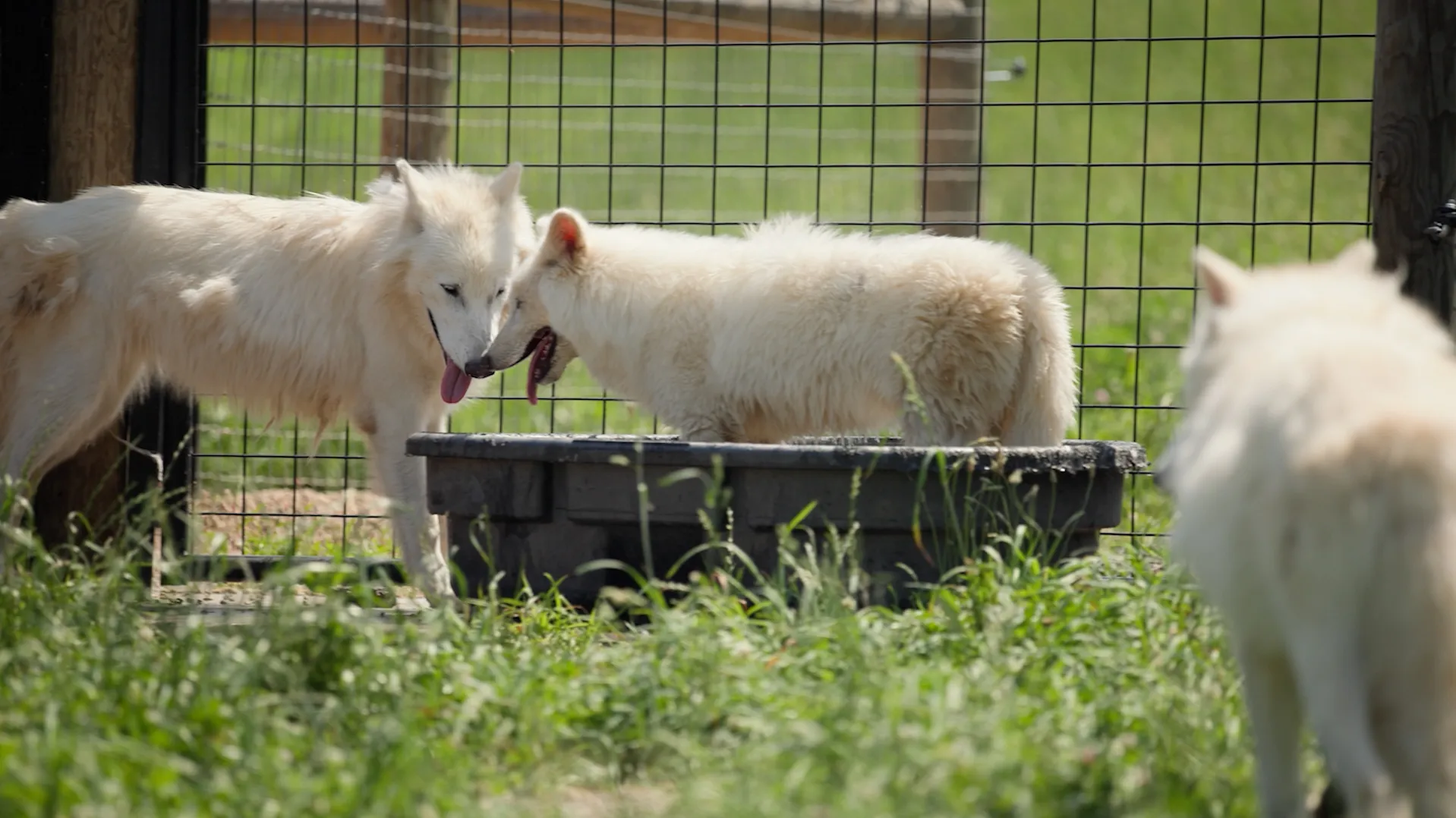 Wolf pup numbers fall drastically due to outbreak of contagious virus
