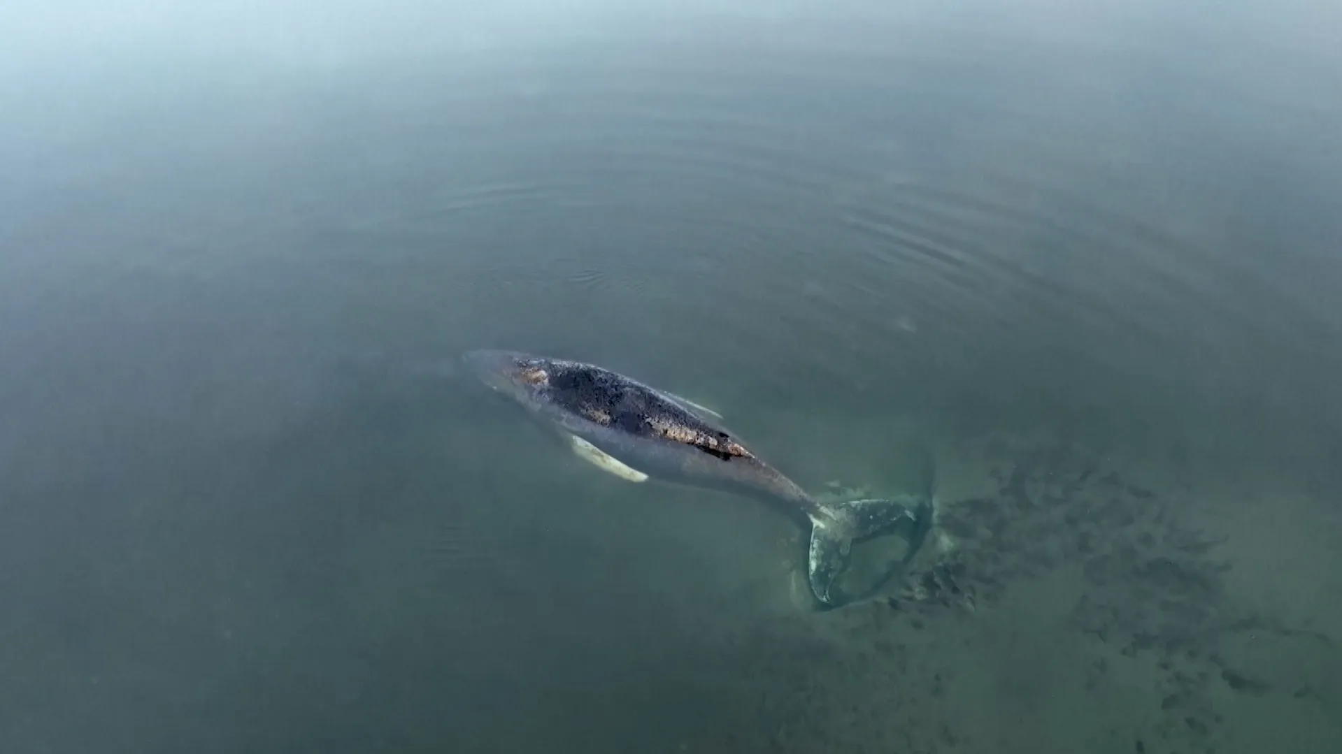 Why scientists warned against rescuing Timmy the whale