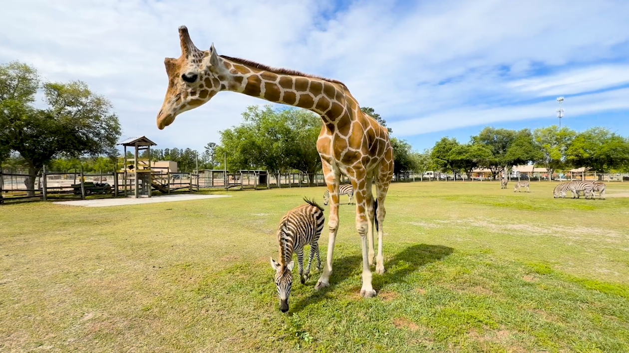 A giraffe on the loose in Texas? All your questions answered