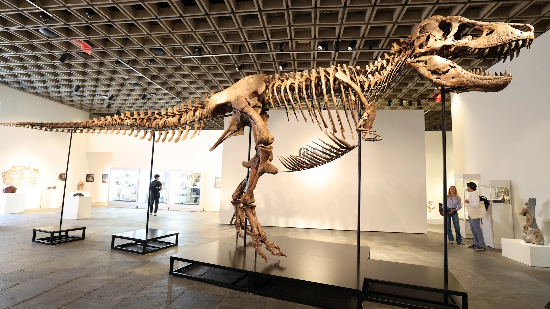 T. rex fossil sells for a monster price tag at NYC auction