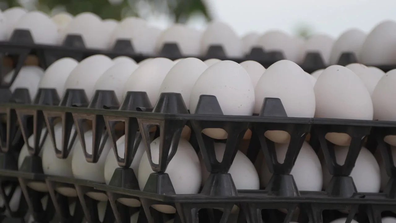 These recalled eggs could still be in your fridge. See list