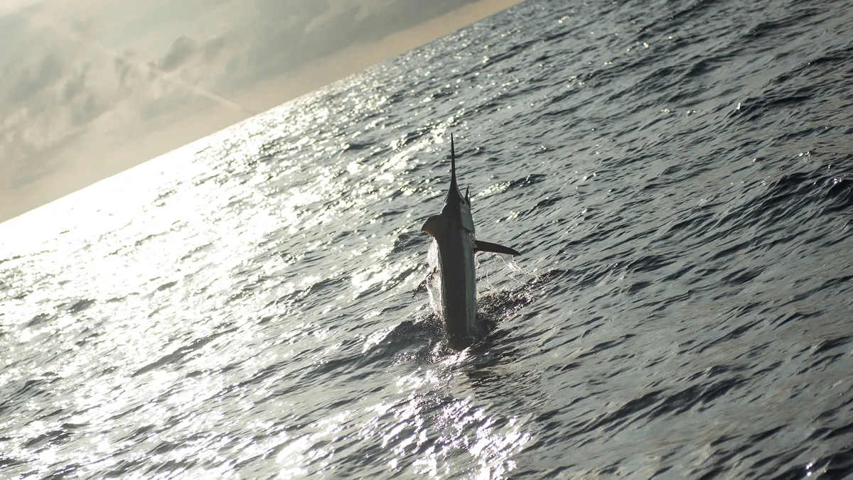 1,260-pound blue marlin may set East Coast record