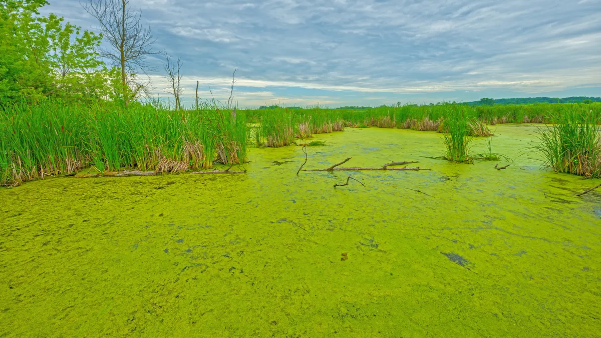 Large algae bloom stretches from Maine to Massachusetts