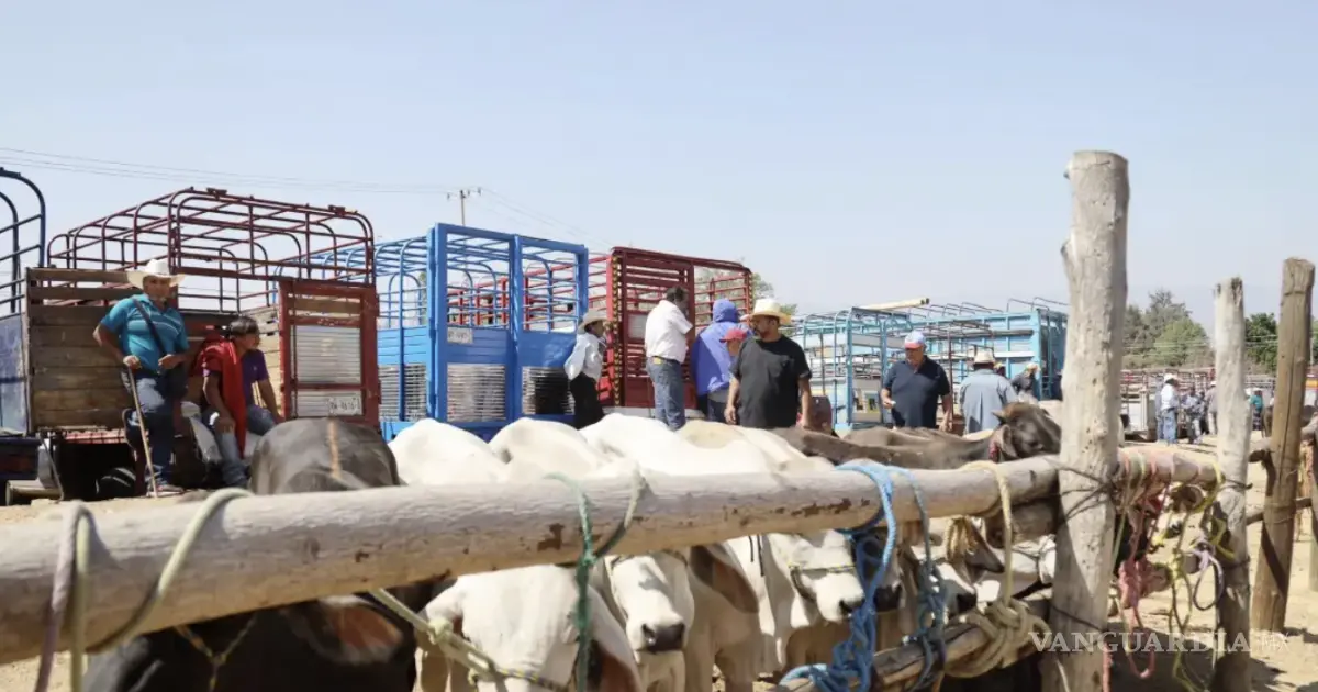 Coahuila reduce casos activos de gusano barrenador; quedarían 10 activos en junio