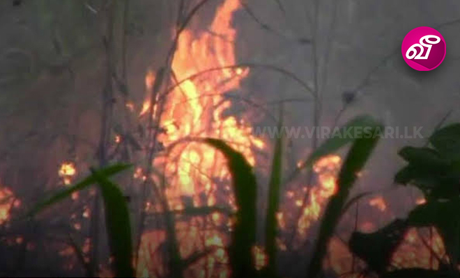 எல்ல வனப்பகுதியில் தீ விபத்து | Virakesari.lk
