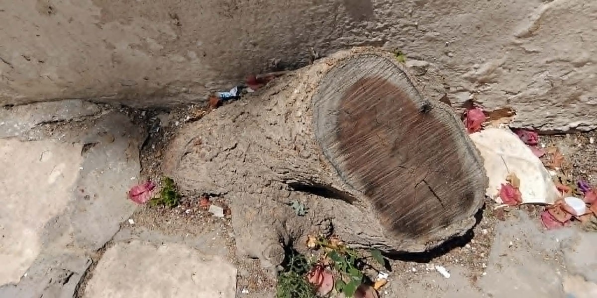 Snapshot : Mûriers centenaires massacrés à la médina de Tunis