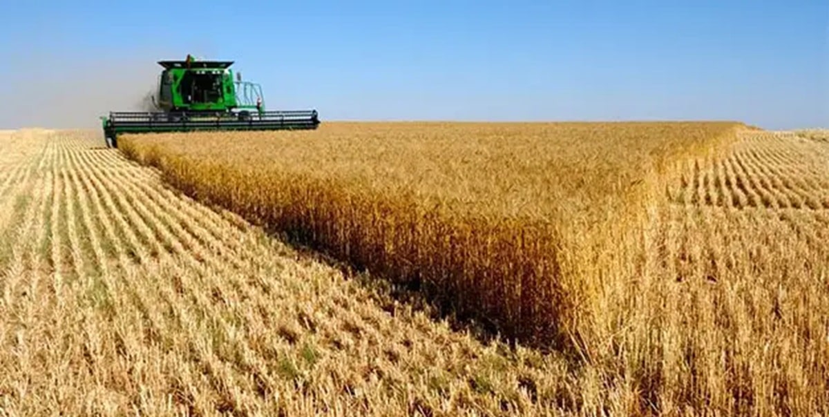 Tunisie : Cap sur plus de 20 millions de quintaux de céréales