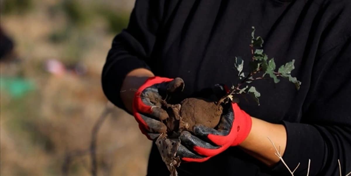 100 000 arbres : Les scouts tunisiens se lancent dans une bataille verte