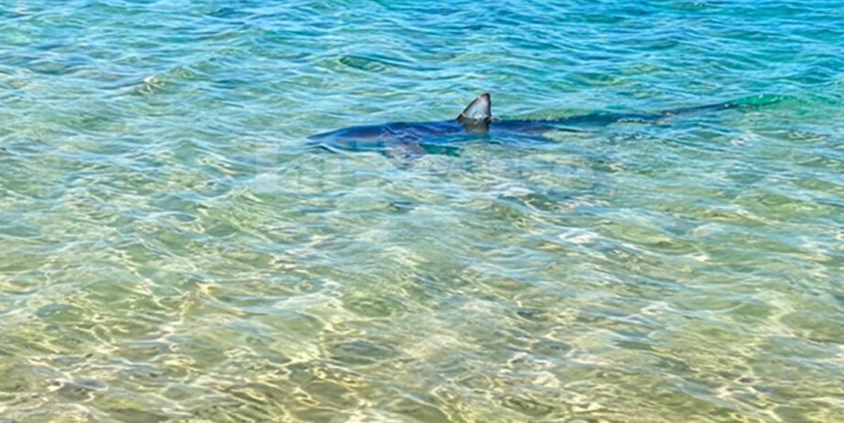 Le requin bleu observé en Tunisie est une « bonne nouvelle », selon le WWF