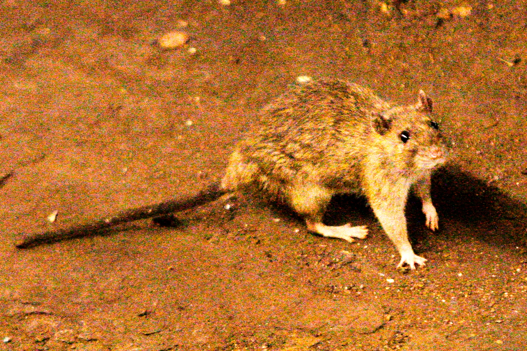 A suspected outbreak of the rare hantavirus on a cruise ship in the Atlantic kills 3 people - WTOP News