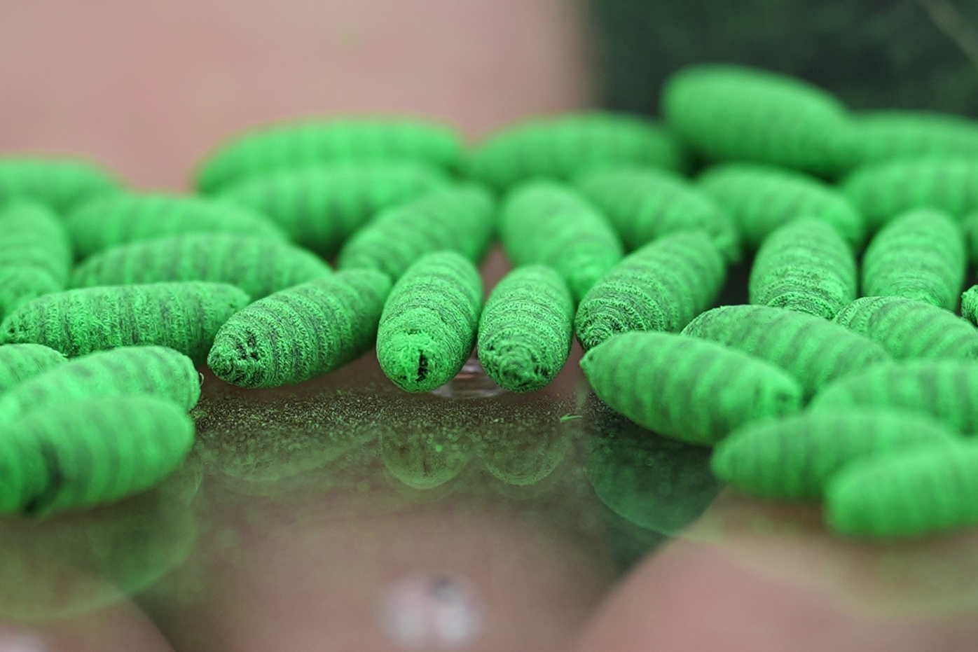 What to know about protecting pets from the New World screwworm fly