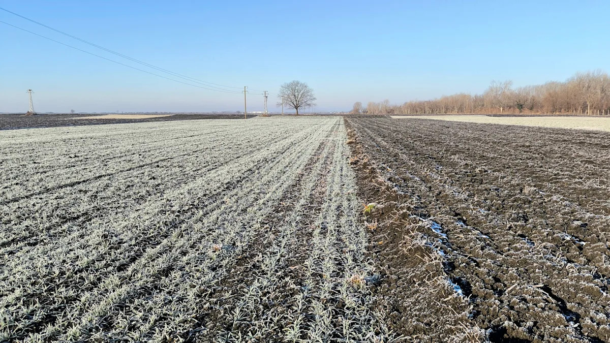 Georgia Vidalia onion yields threatened by drought and cold