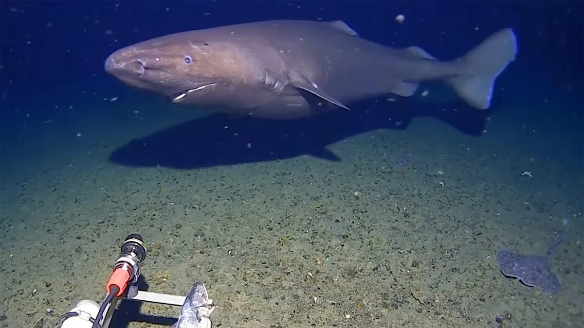 Underwater camera films shark in Antarctic Ocean, thought to be a world first