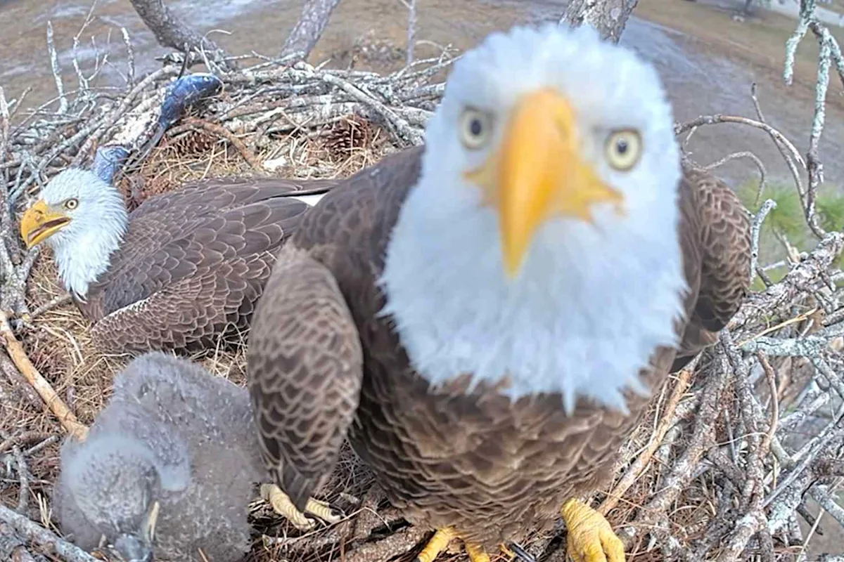 Famous Bald Eagle Mom Who Disappeared from Her Florida Nest Is Now Presumed Dead