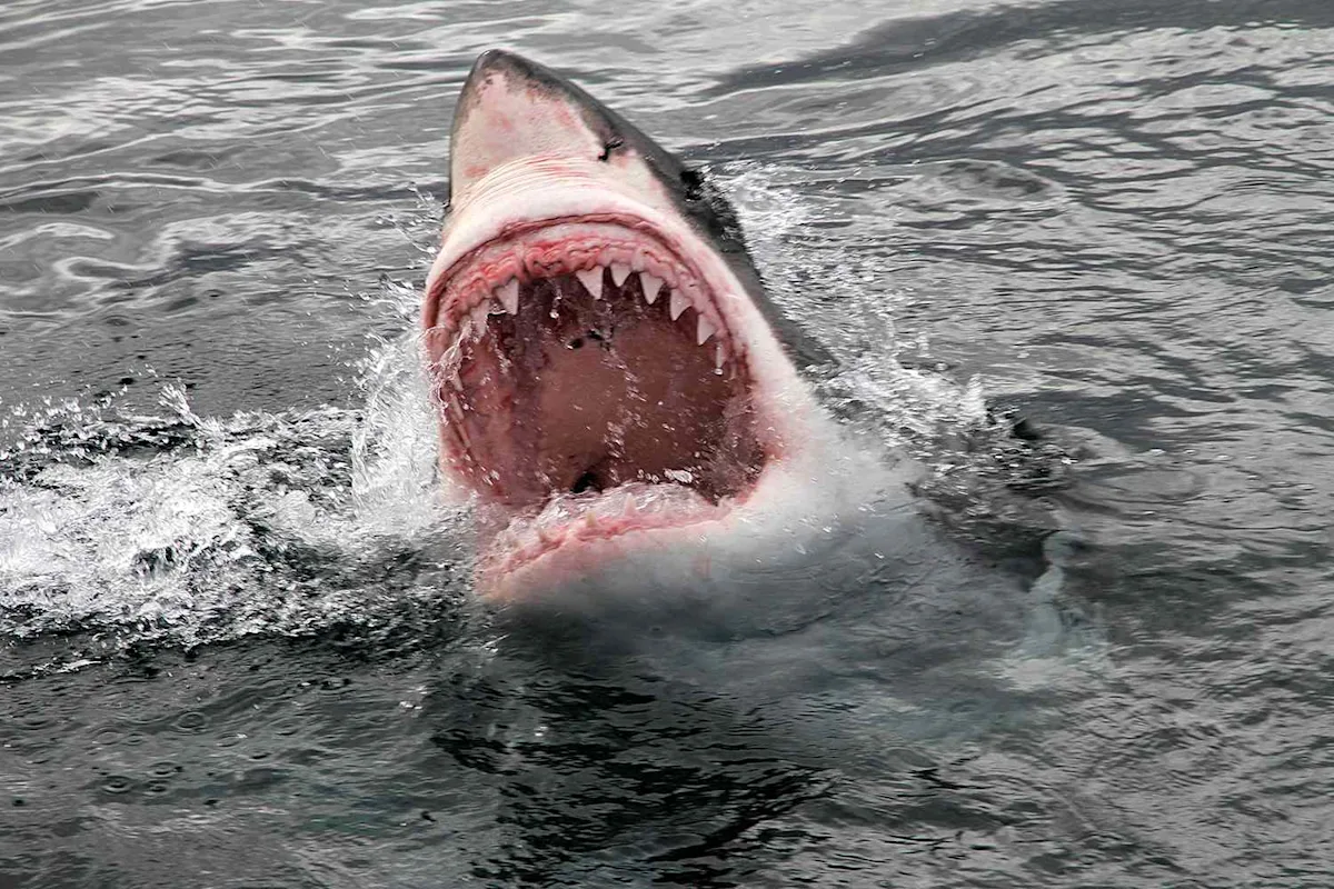 Fatal Shark Attacks Worldwide Spiked 125%, US Led Unprovoked Incidents