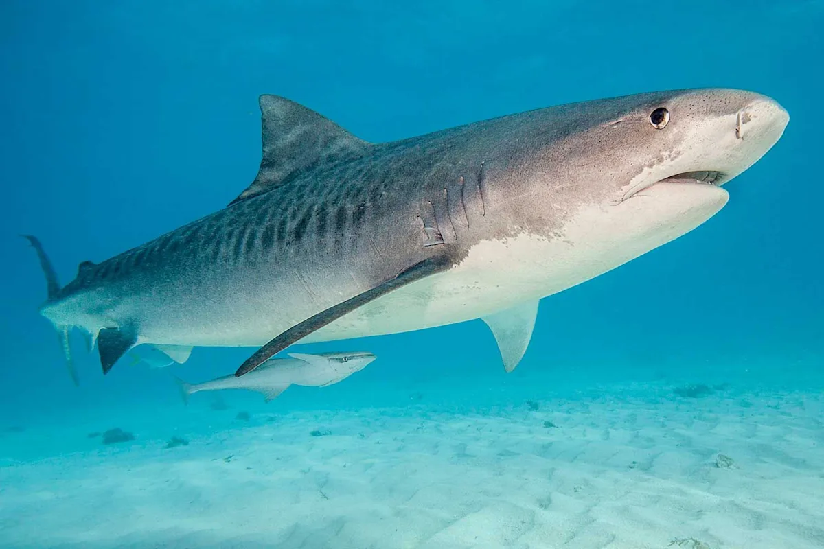 Sharks Test Positive for Cocaine, Caffeine, from Human Pollution