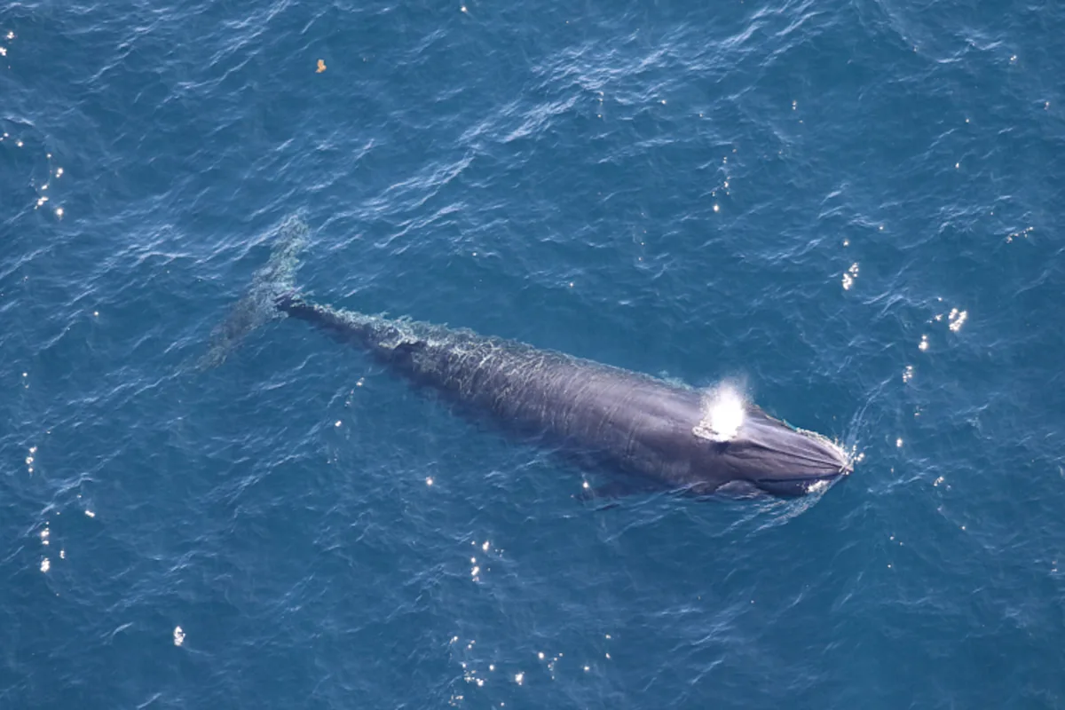 If these whales go extinct, we’ll know who to blame