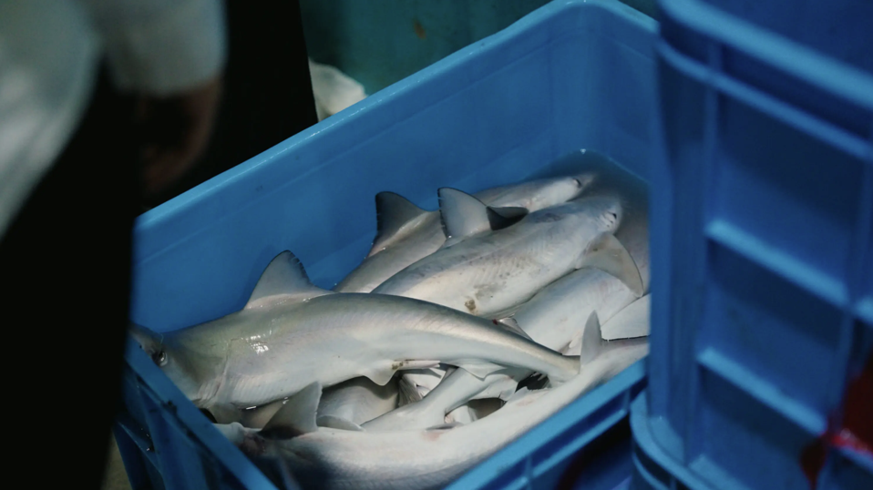 The Science Behind Fish Markets And DNA Tracking In The Arabian Gulf