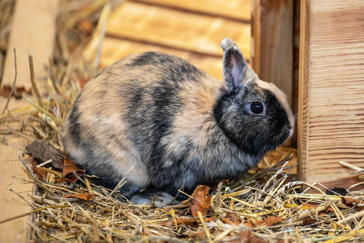 Man Stomped Girlfriend’s 2-Month-Old Pet Rabbit to Death, L.A. Prosecutors Say