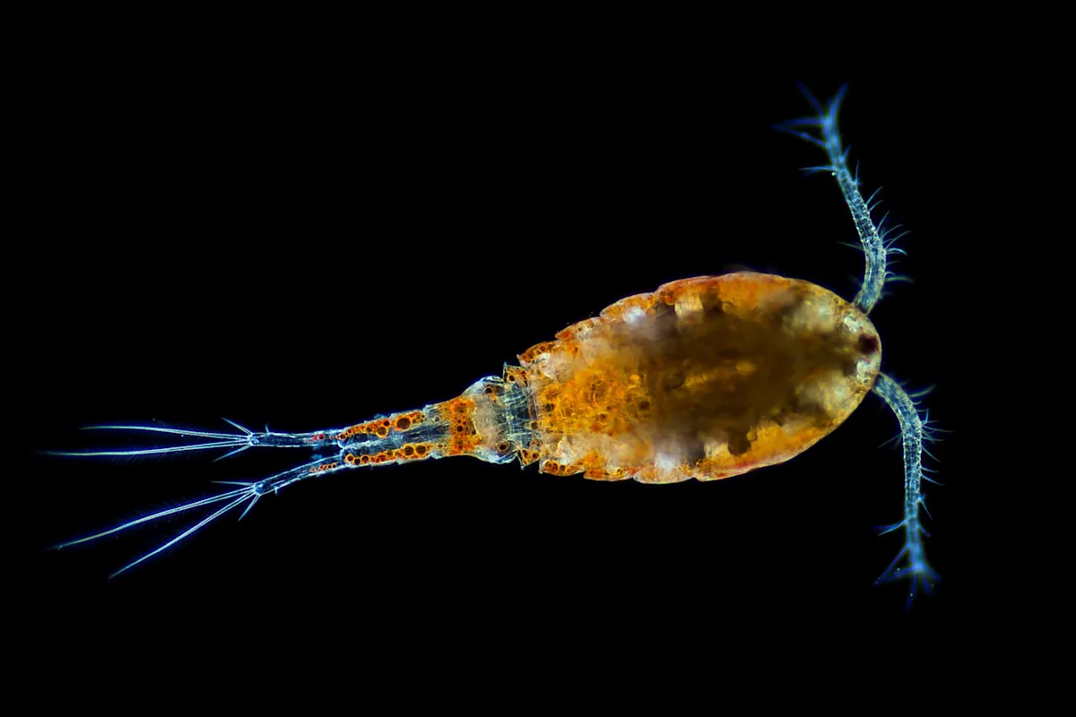 Scientists determine warmer waters cause greater stress on one of the ocean's most vital species