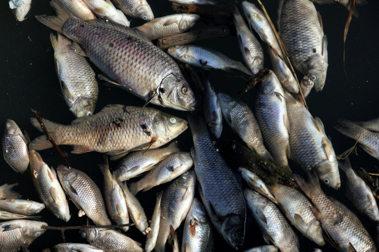 Iraq fish die-off leaves farmers mourning lost livelihoods