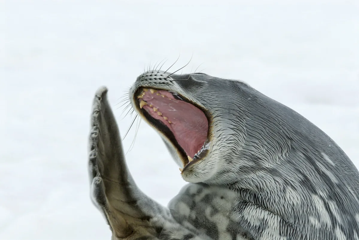 The Antarctic Seal That Sings Like a Synthesizer