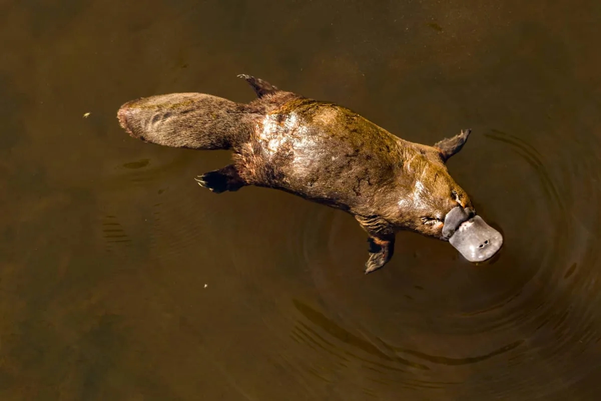Platypus Fur Hides a Microscopic Feature Only Birds Were Supposed to Have