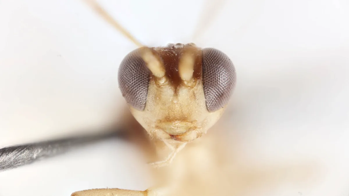 Sir David Attenborough’s 100th birthday present is… a parasitic wasp