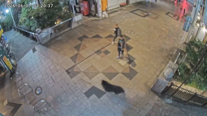 Bear hunt continues as Japanese city shuts schools for second day