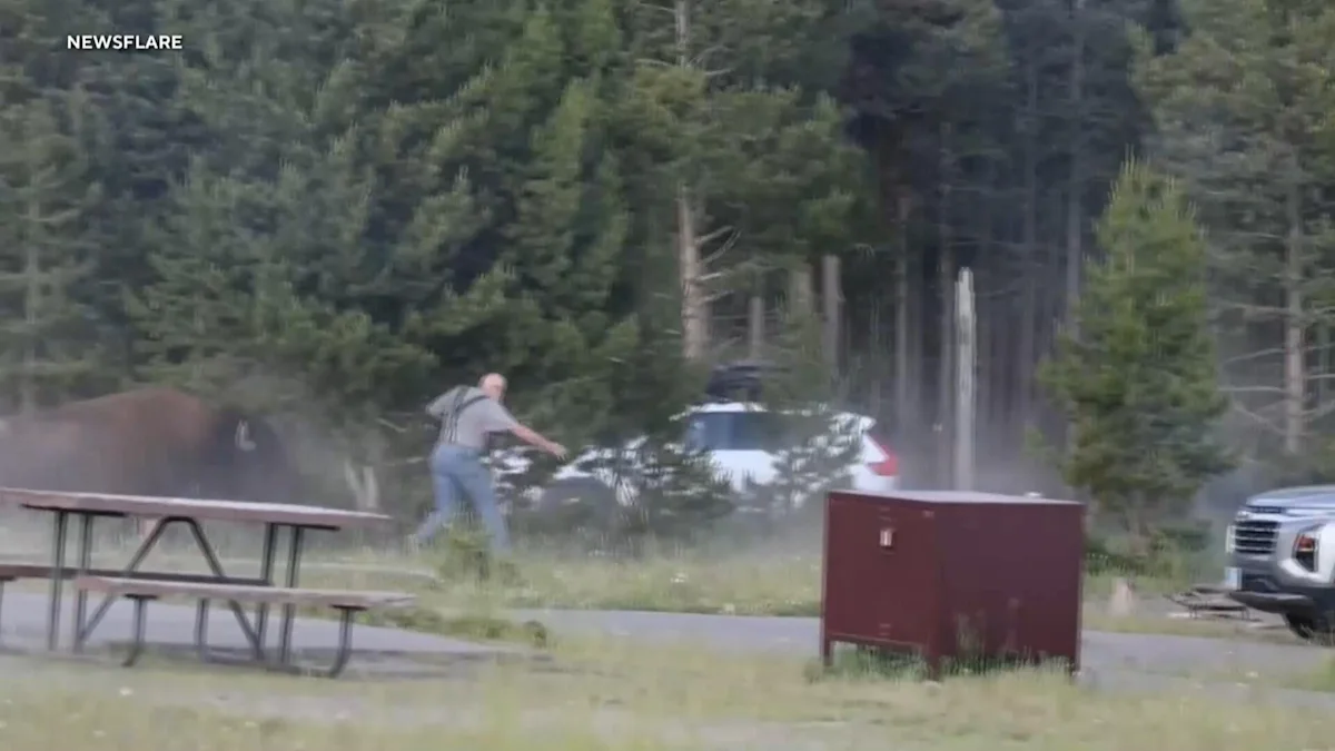 Bison tosses man 8 feet in the air at Yellowstone, video shows