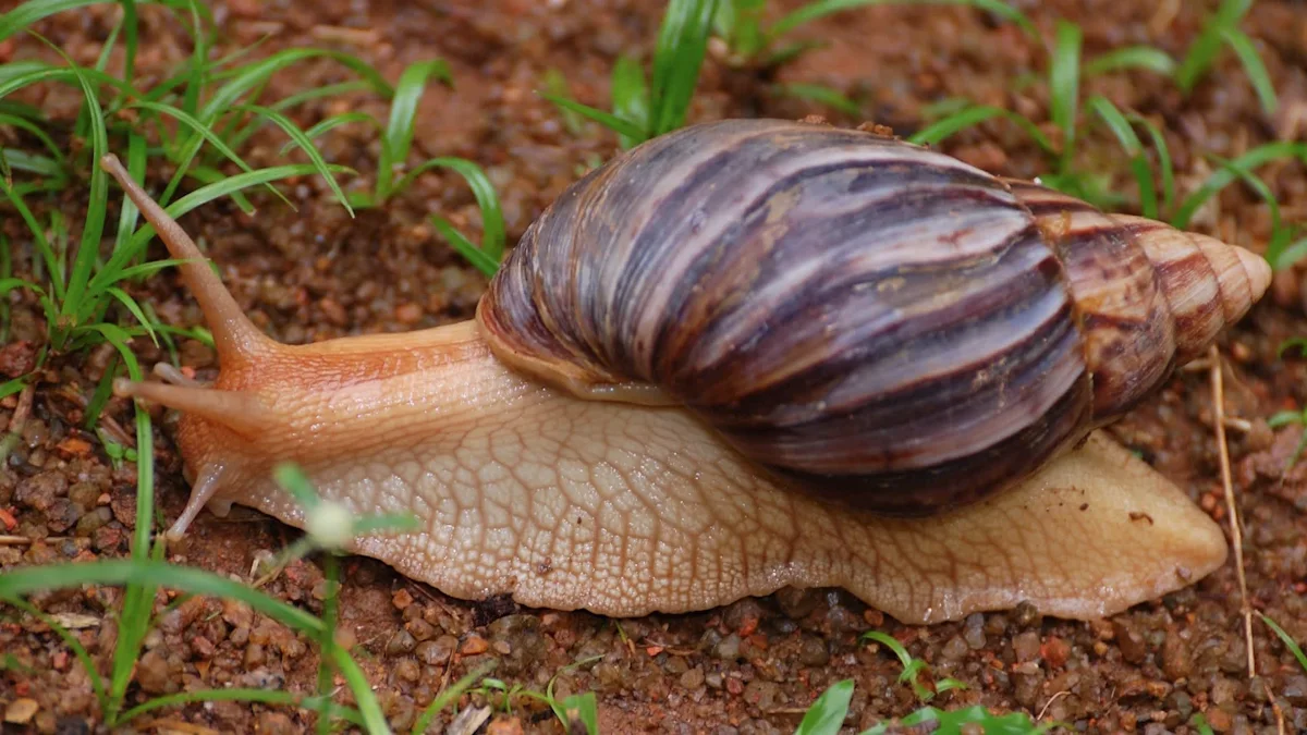 African snails overrun cardamom fields in India's Kerala, spreading through Bison Valley
