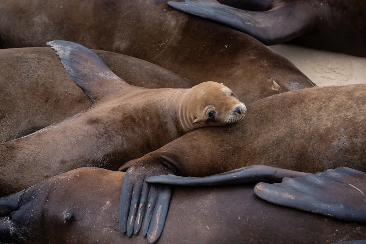Federal probe launched after video appears to show sea lion attack