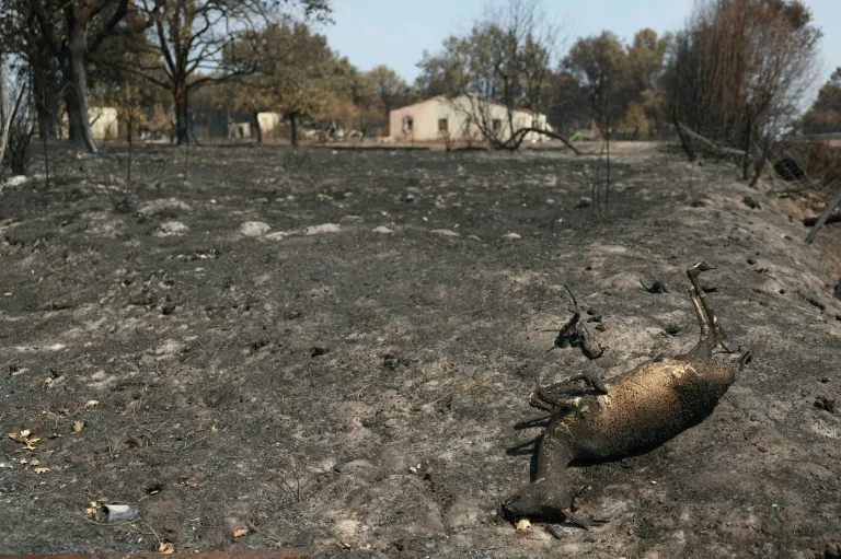 Wildlife face catastrophic losses as France's forest fires rage
