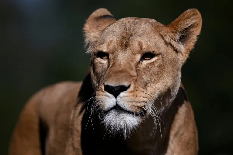 Suspected heatstroke kills three lions at Japan zoo