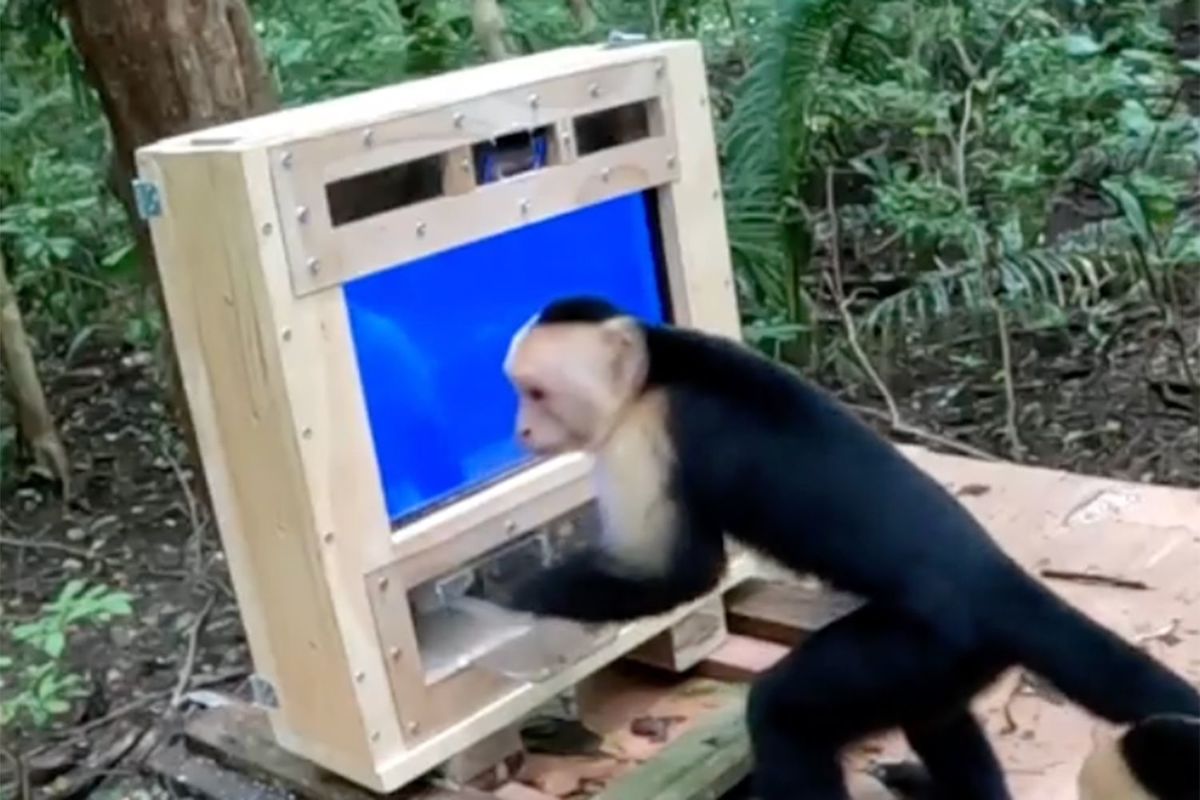 Researchers Introduce Wild Capuchins to an AI Treat Machine and Watch as the Monkeys Slap and Bite Their Way to Snacks in Just a Few Days
