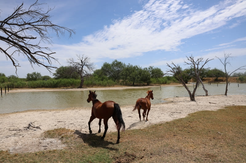 First US horse case of screwworm detected in Texas border county