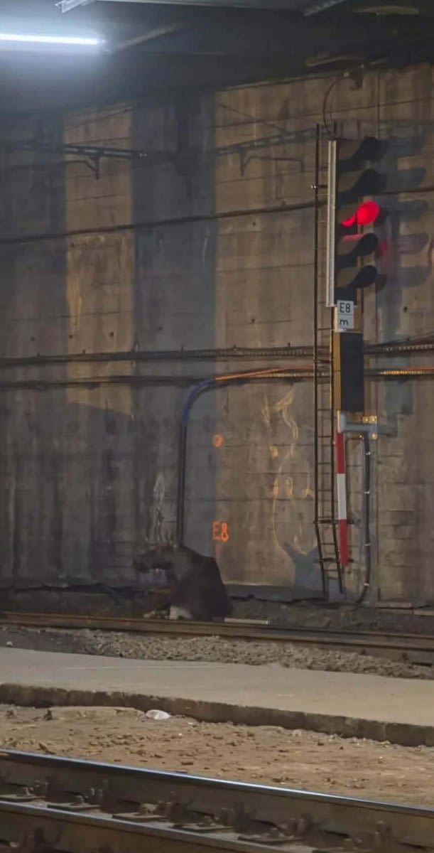 Moose on the tracks causes train delays in Poland