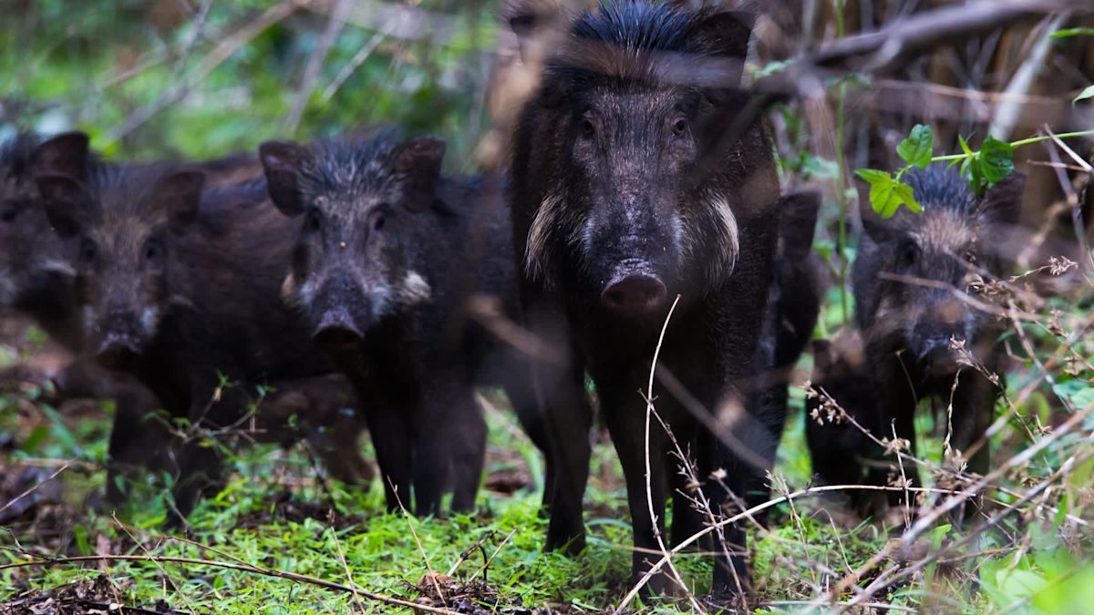 Feral pig population 'exploded' in New Zealand protected area, councilor says