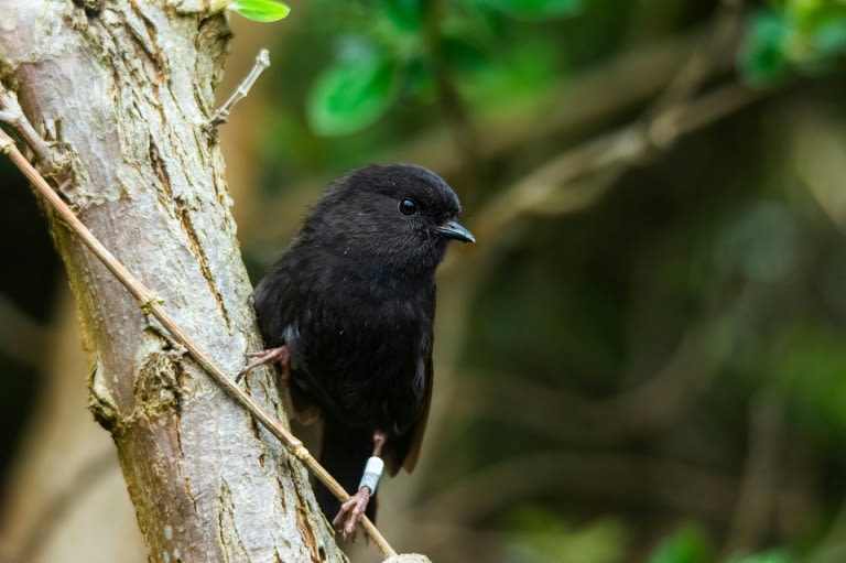 New Zealanders pick endangered black robin as Bird of the Year