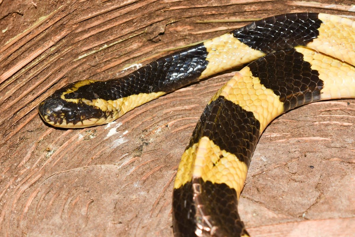 Cop in India survives 2 venomous snake bites after colleagues use AI to identify snakes, find antivenom