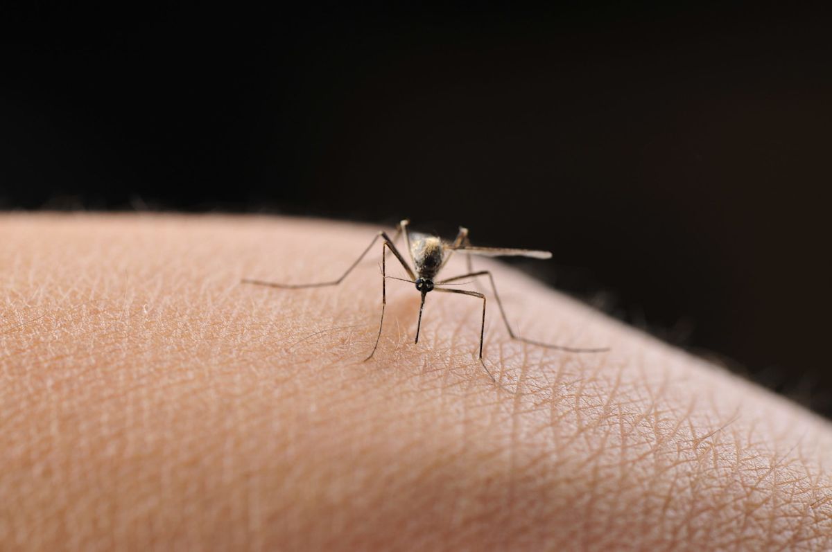 Trump wants to cut DC's mosquito population by 90%. Here's how