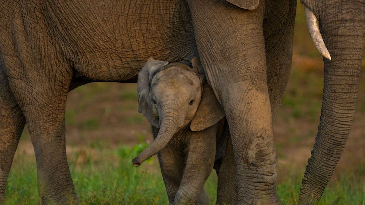 Global nature talks reach deal but money remains an issue